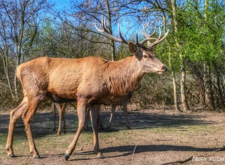 pakozd_szabozsanett-scaled